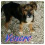 REGALO Venere, cucciolina taglia contenuta